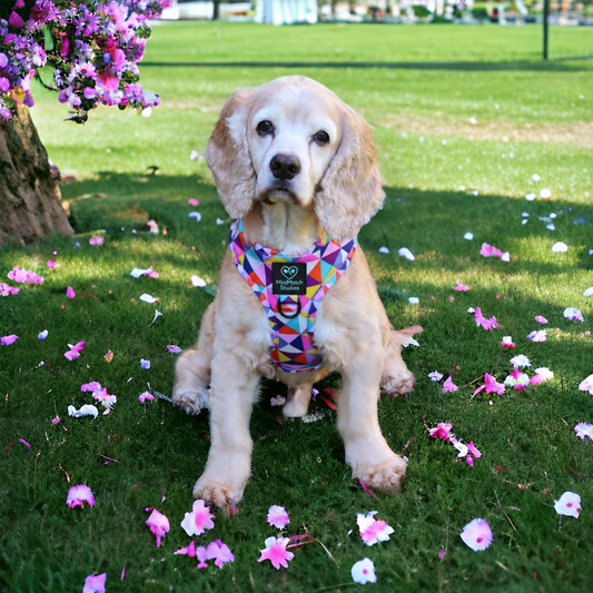 Adjustable Dog Harness | Delta Festival