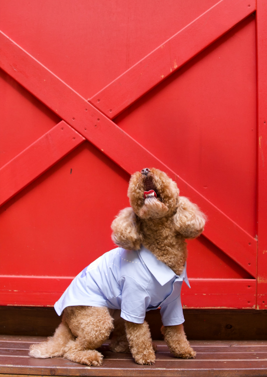 Oceano Dog Button Down (Pre-Order)