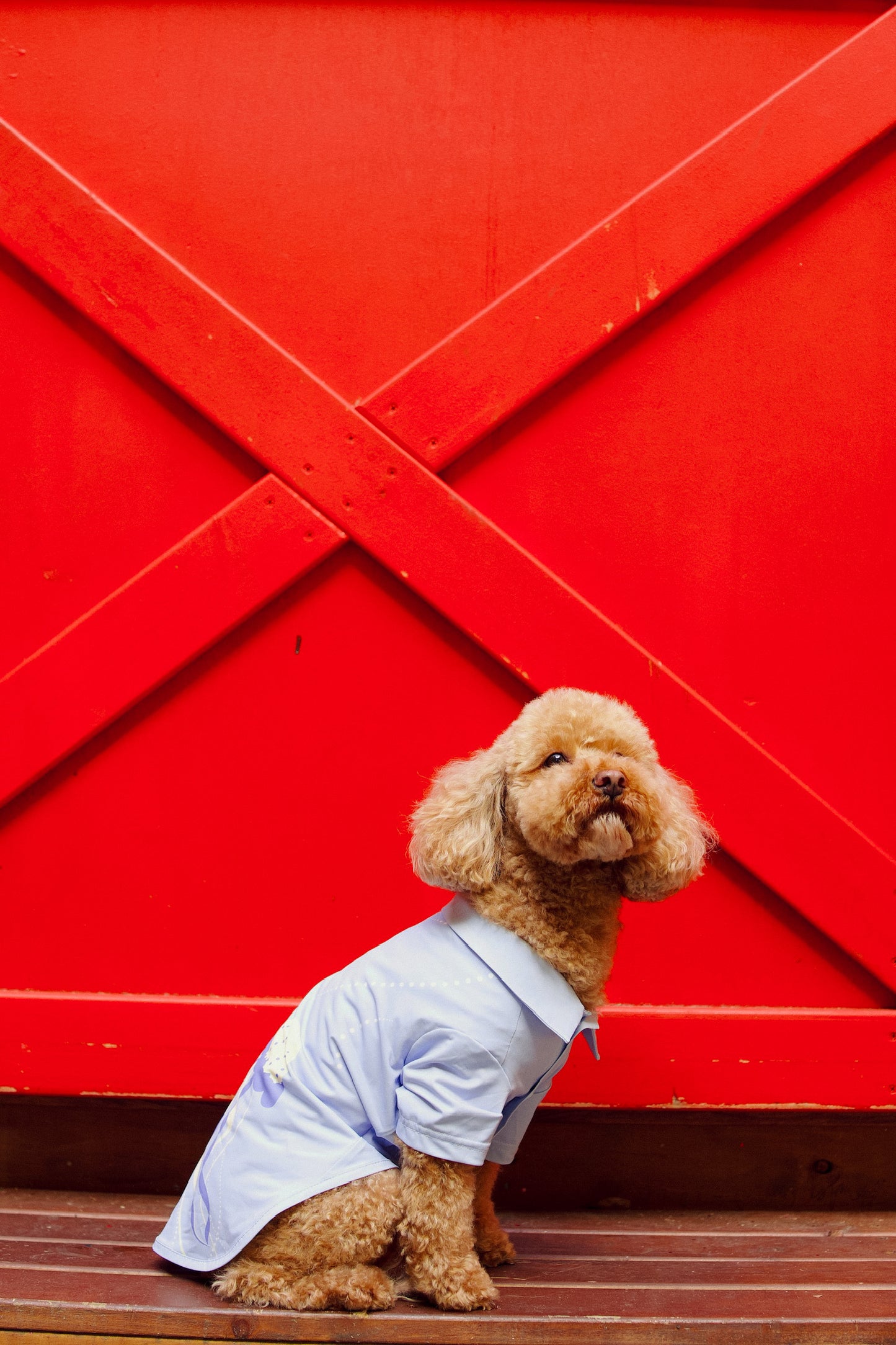 Oceano Dog Button Down