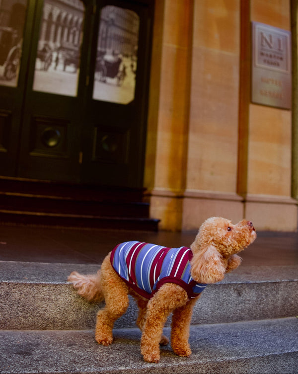 Pawlo Dog Shirt