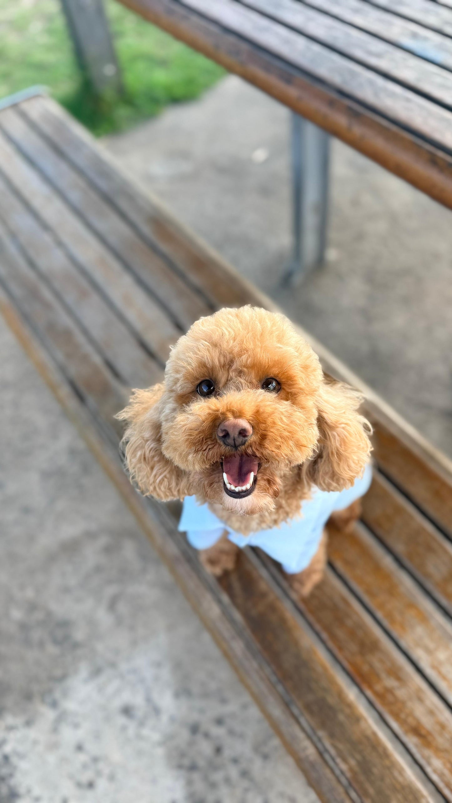 Oceano Dog Button Down (Pre-Order)