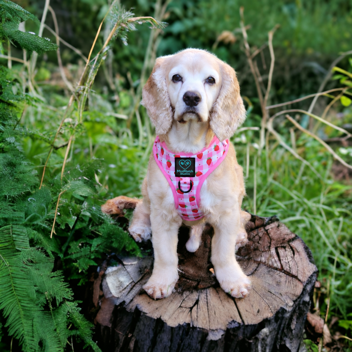 Adjustable Dog Harness | Strawberry Jumble