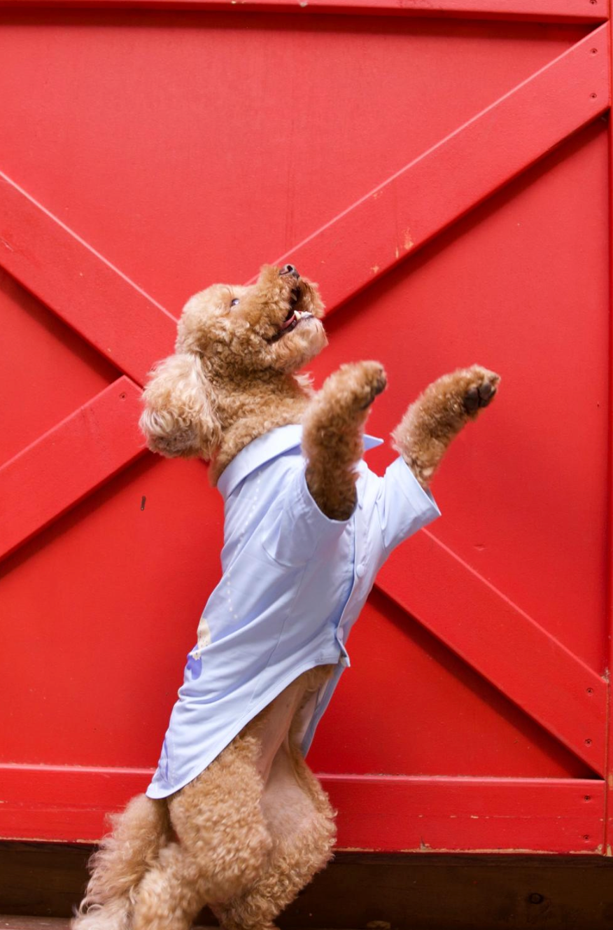 Oceano Dog Button Down